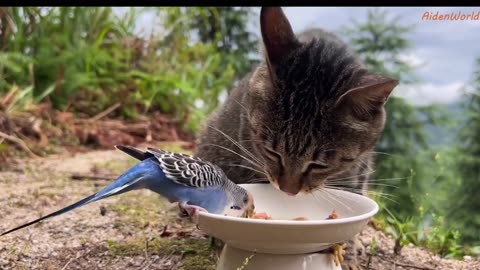 Parrot：Having Dinner With Cat