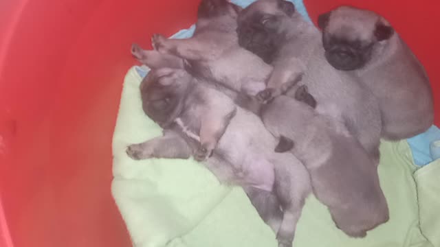 Pug bebezinhos