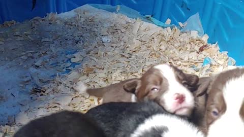TERRA BYTE's puppies