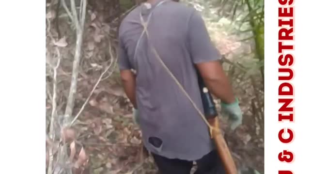 Buff Banded Rail (Tikling) || Eggs Nest Hunting