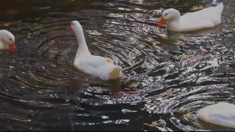 Swan 🦢 video