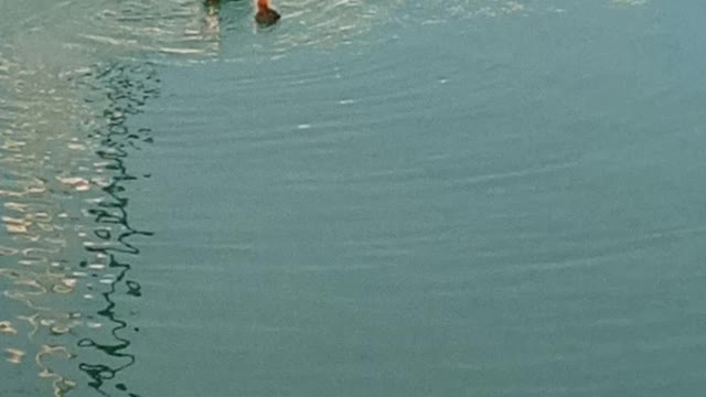 Great Crested Grebe Swimming lesson