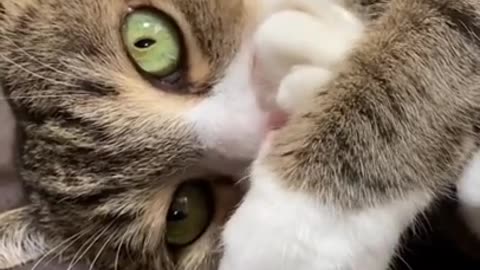 Cat on Action
