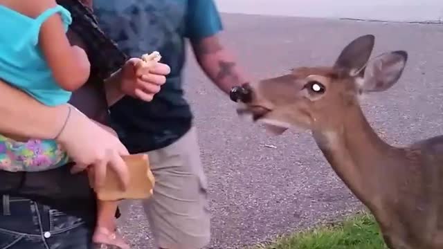 Hungry Deer in Field