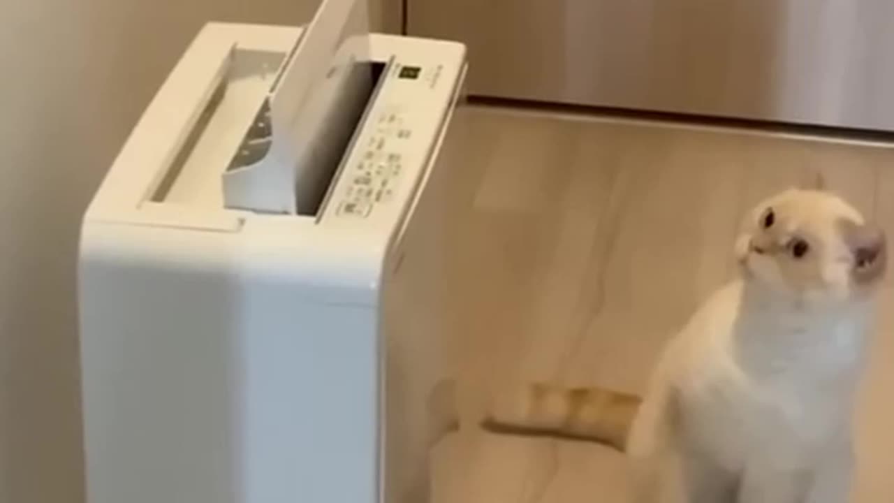 😻😹 Funny Cat Videos 2024: Try Not to Laugh Challenge! 😂 Funniest Animal Moments Ever!