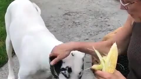 Great Dane Eating