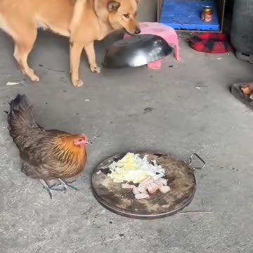 "Paws-itive Ponderings: Unveiling the Mysteries of the Canine Mind 🐾🧠"