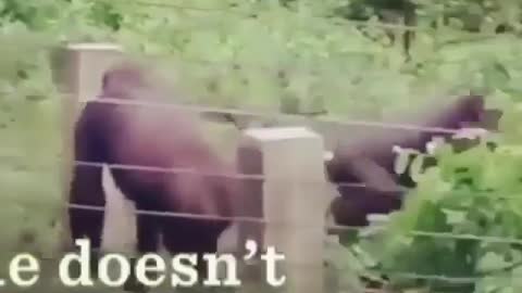 Funny Dog Videos 2021 It's time to LAUGH with Dog's life65