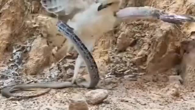 Eagle fight with snake