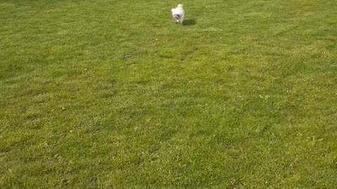 Bobo my dog playing in the grass