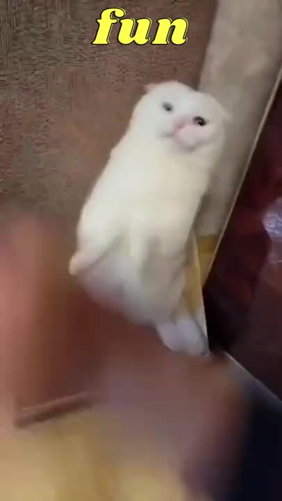 Ancient Calm Cat Home Training