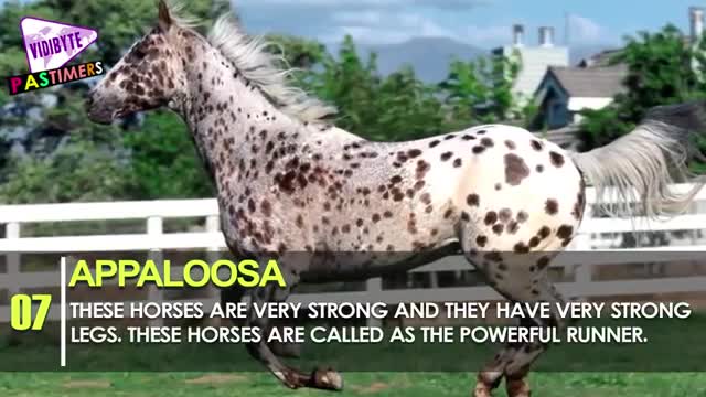 The Most Expensive Horse Breeds In The World