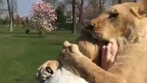 Lions hugging a woman