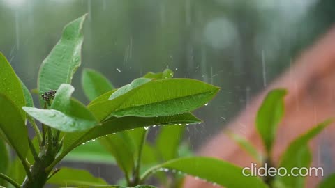 Beautyful relaxing Rain of Amazon 4k