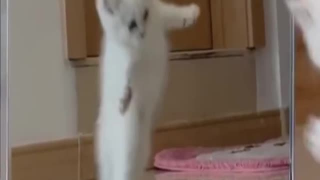 Baby Cats - Cute and Funny Cat Videos Compilation #7