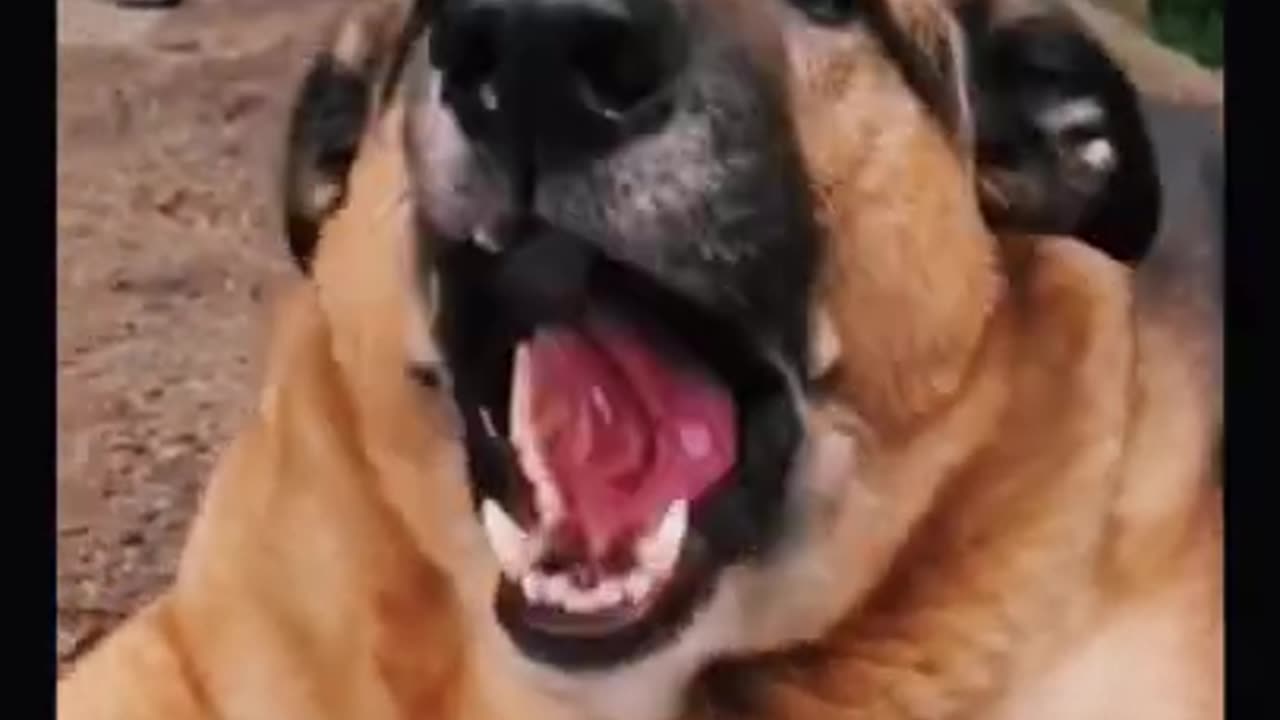 So Funny Animals Videos (angry dog)