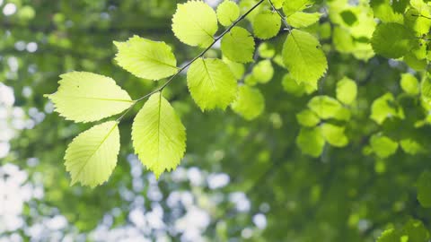 Leaves leave traces in the world