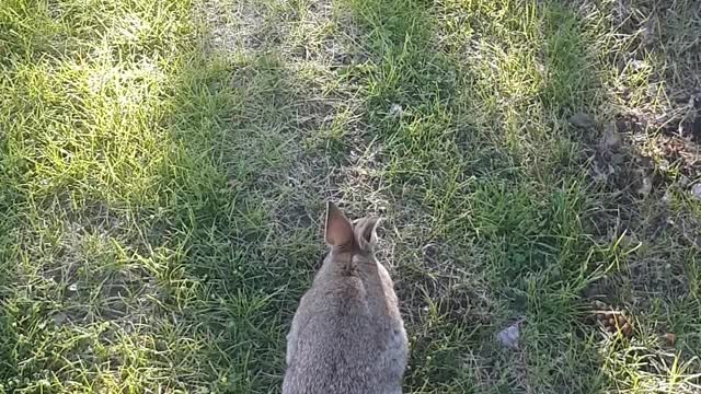Watch this rabbit