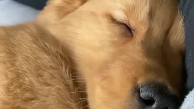 Cutest thing you will ever see