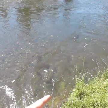 My prayer for America and Americans. Anchorage Alaska 7/5/22