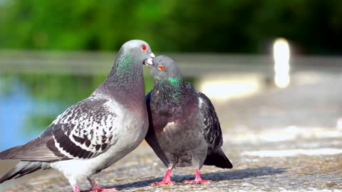 two pigeons kisses on the ground