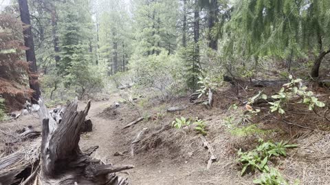 No Mosquitoes on Black Butte Trail – Deschutes National Forest – Central Oregon – 4K