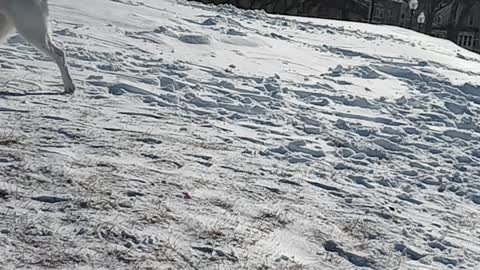 Everest at Kennedy Park sledding with the kids