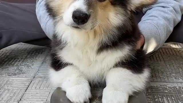 Puppy who can percussion.