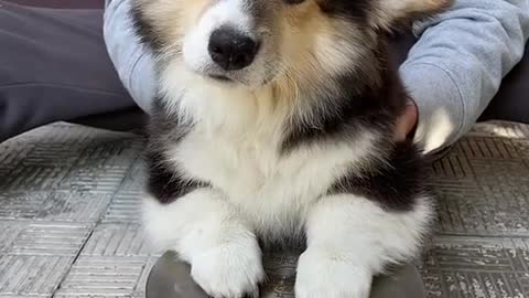 Puppy who can percussion.