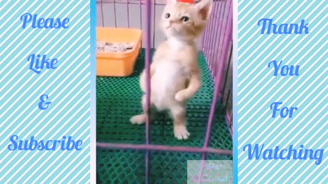 Cute baby cat's & dogs funny video compilation. #dogs #cats