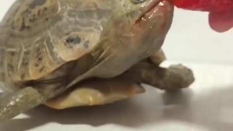 Cute turtle eating strawberries 😍😍😍😍
