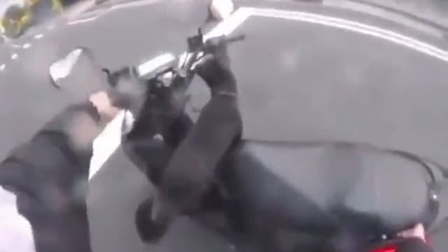 The animal seems to like to drive a scooter.