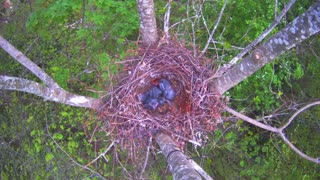 Rook PR Plan Backfires As Cannibal Bird Eats Live Chick