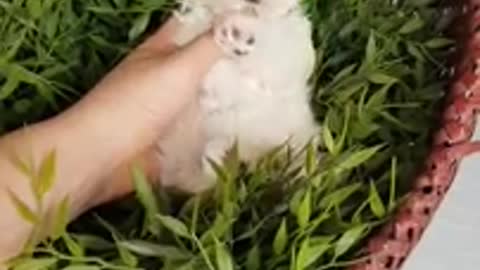 Funny pets video🤣👀#01 | so funny and cute baby dogs videos🥰cutest baby cat | So cute!!❤️