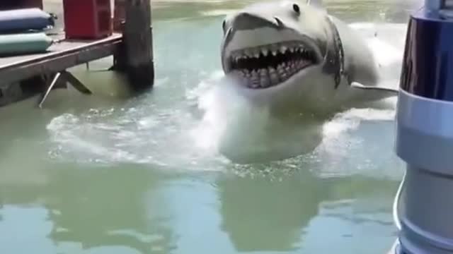 The shark watches from zero distance