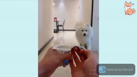 This dog is addicted to yogurt!