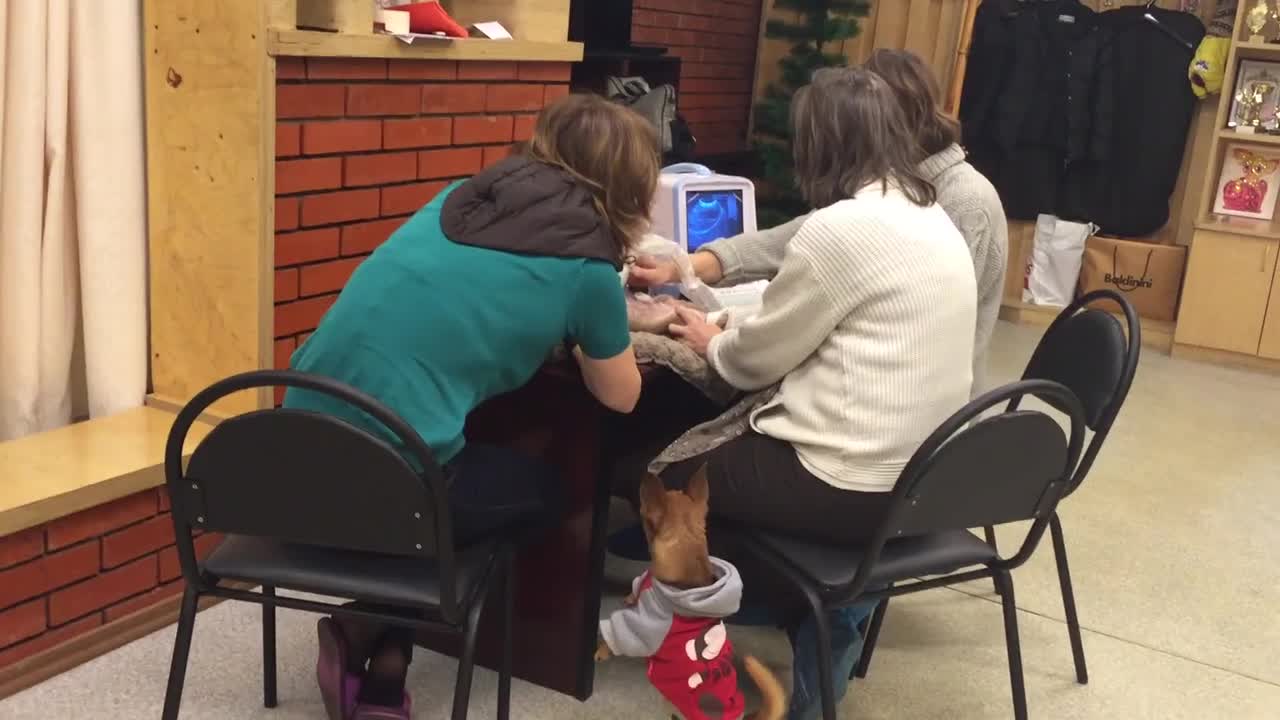 Concerned Dog Worries About Her Friend's Ultrasound