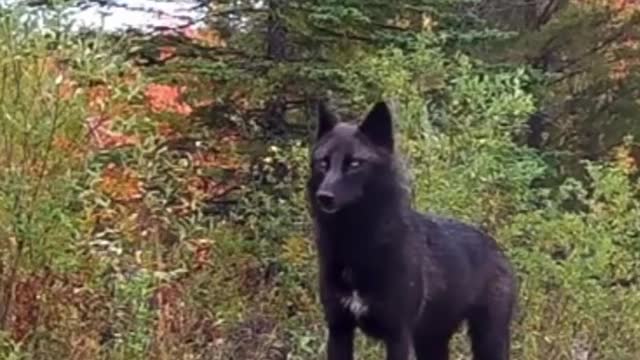 Black wolf