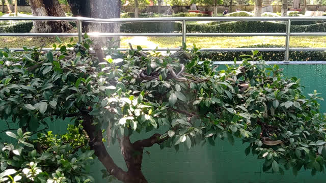 Wildlife snakes on the tree