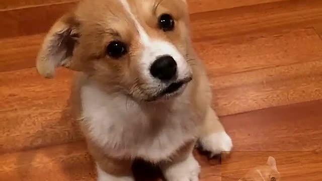What are you looking at, dog