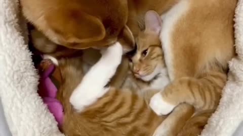 Dog and cat baby much funny playing video