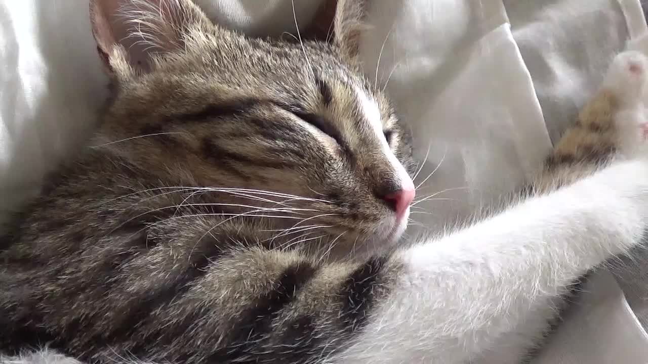 Kitten Rudolph Dreams and Moves His Whiskers