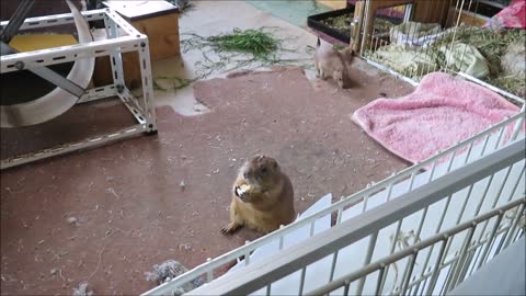 Gophers Belyash and Maroussia eat bread and greens