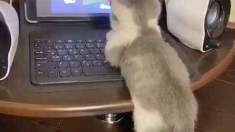 a cat watching tom & jerry on laptop