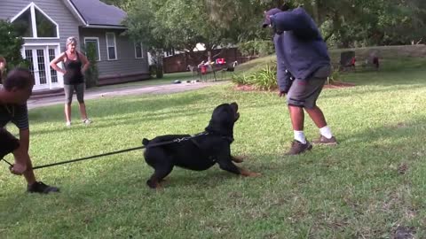 Guard Dog Training Step by Step!