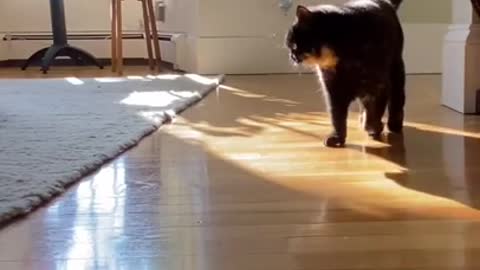 top entertaining felines recordings
