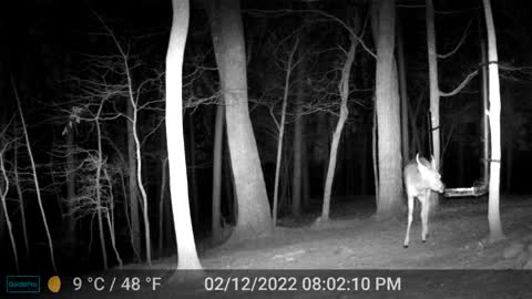 The Woods - 02/13/2022