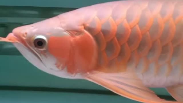 Arowana red fish