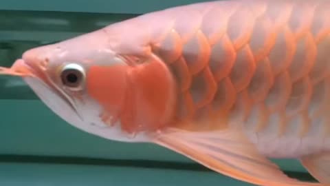 Arowana red fish