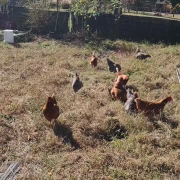 MY HENS ARE LOVING MY GARDEN 😁